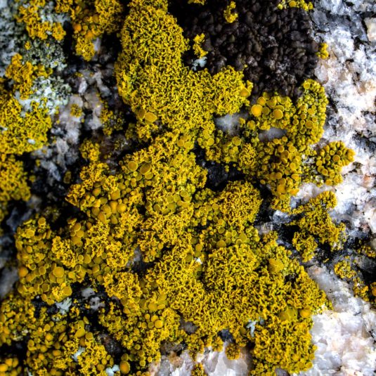 Moss on a snow-covered surface.